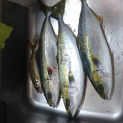 激熱ハマチ！！